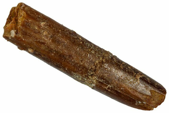 Fossil Sauropod Dinosaur (Rebbachisaurus) Tooth - Morocco #332469